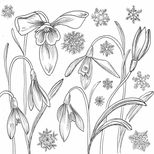 line drawing of snowdrop flowers with snowflakes in the background