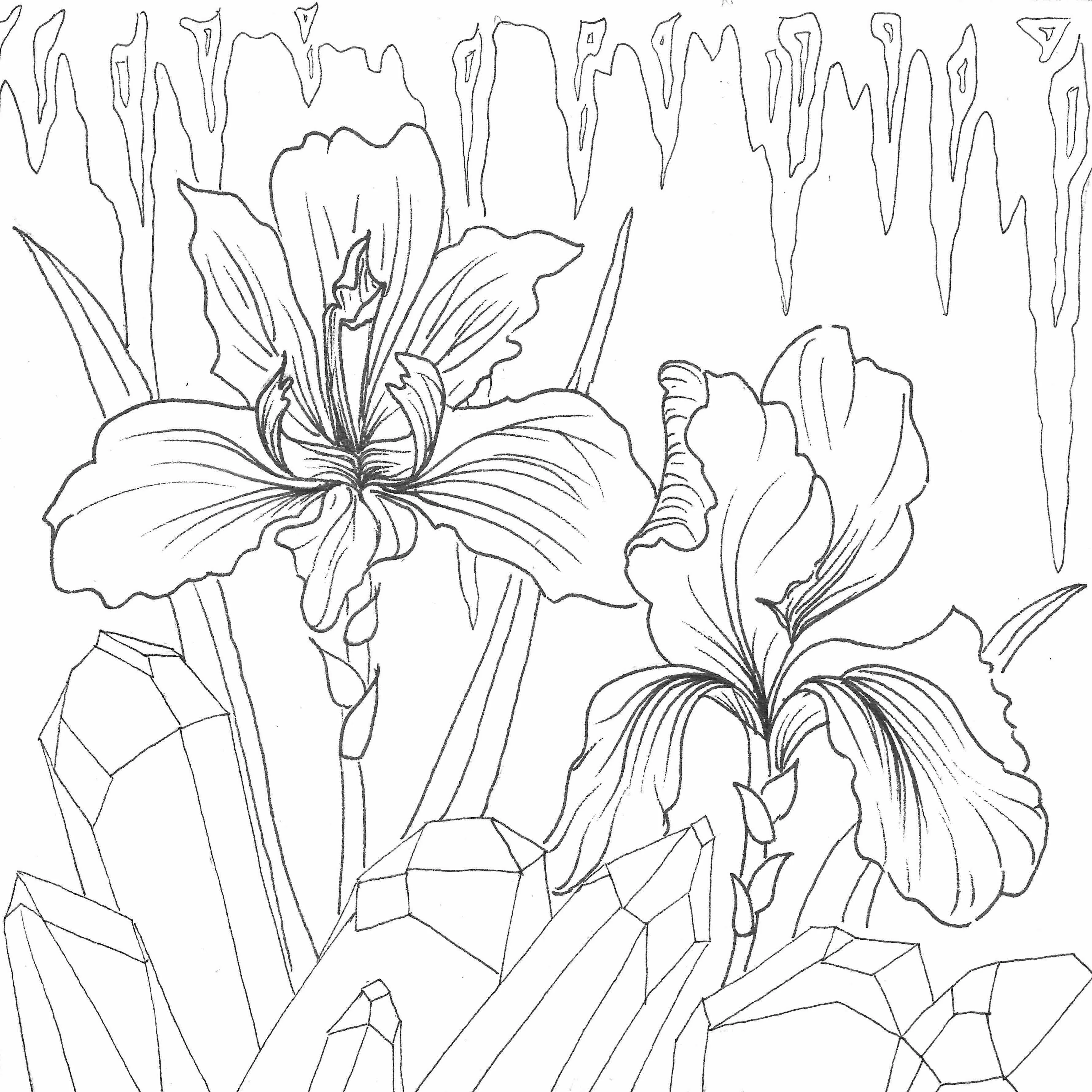 line drawing of irises, amethyst crystals and icicles