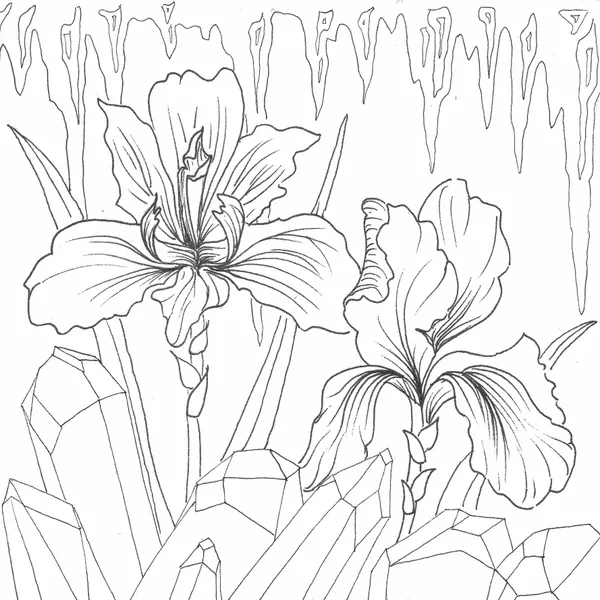line drawing of irises, amethyst crystals and icicles