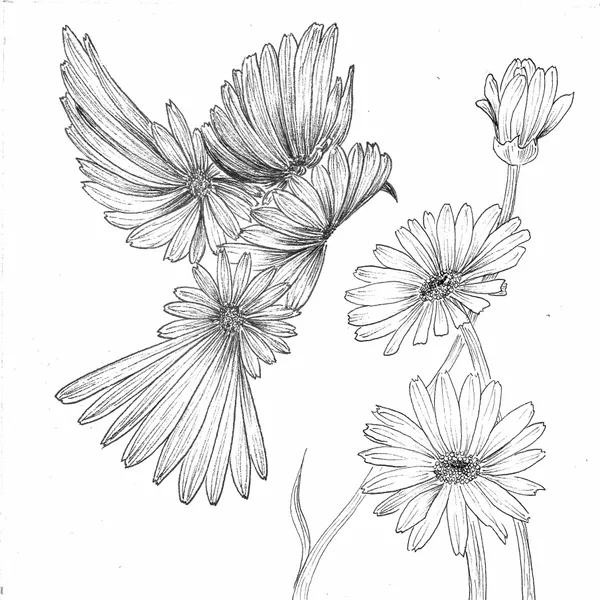 line drawing of a dove made of daisies and real daisies