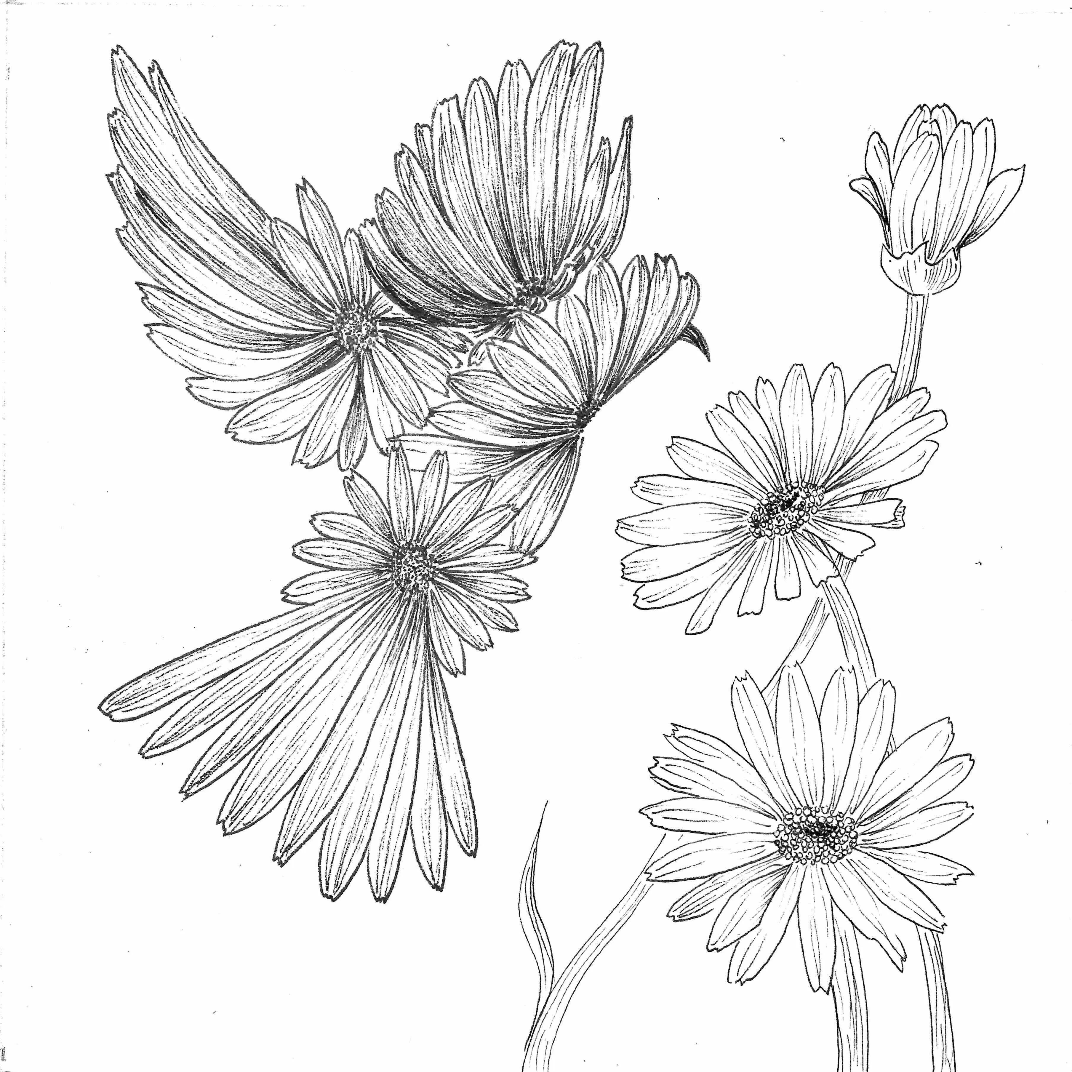 line drawing of a dove made of daisies and real daisies