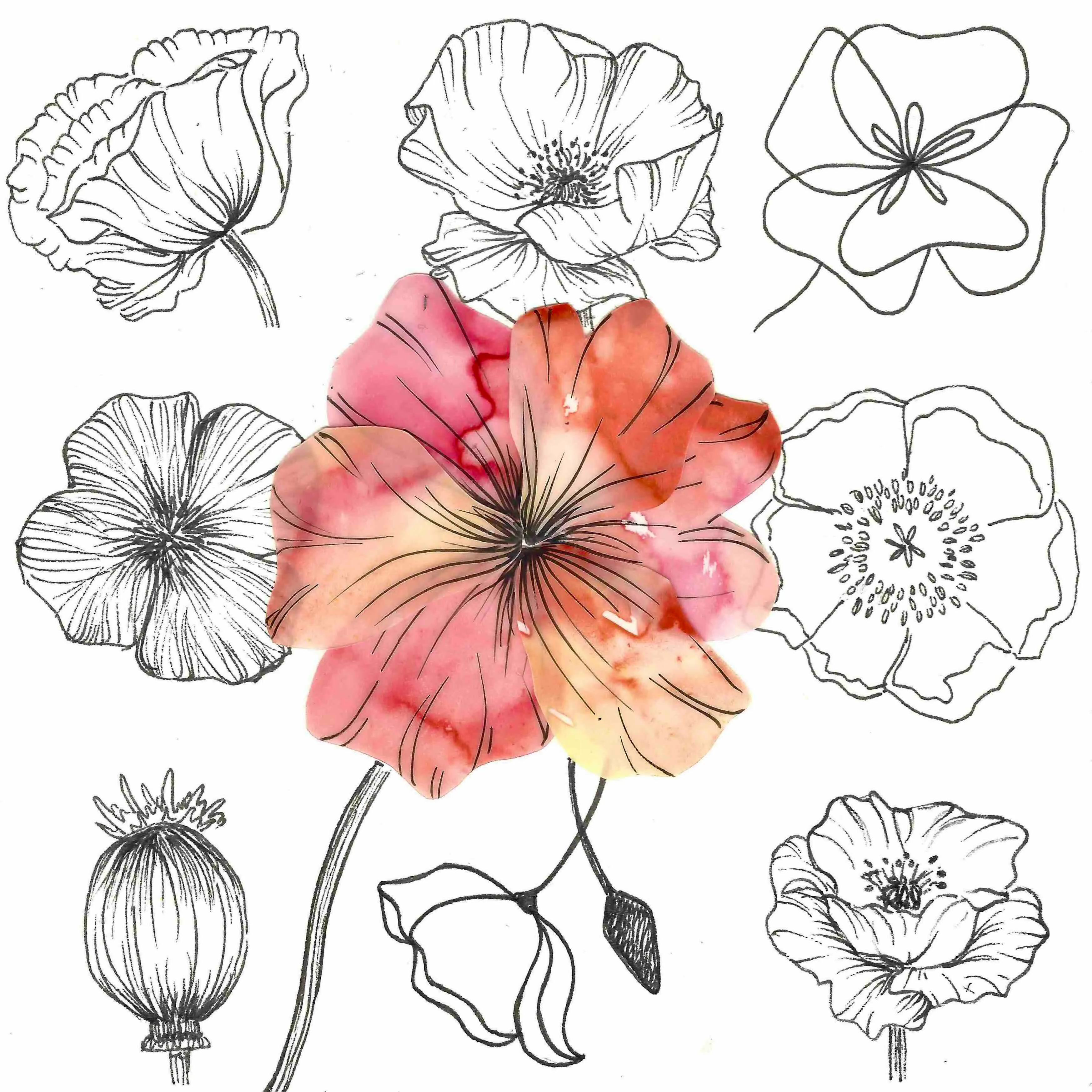 paper-cut poppy made of translucent red-orange paper surrounded by a grid of abstract poppy line drawings