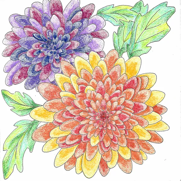 line drawing of two chrysanthemums filled with colored pencil