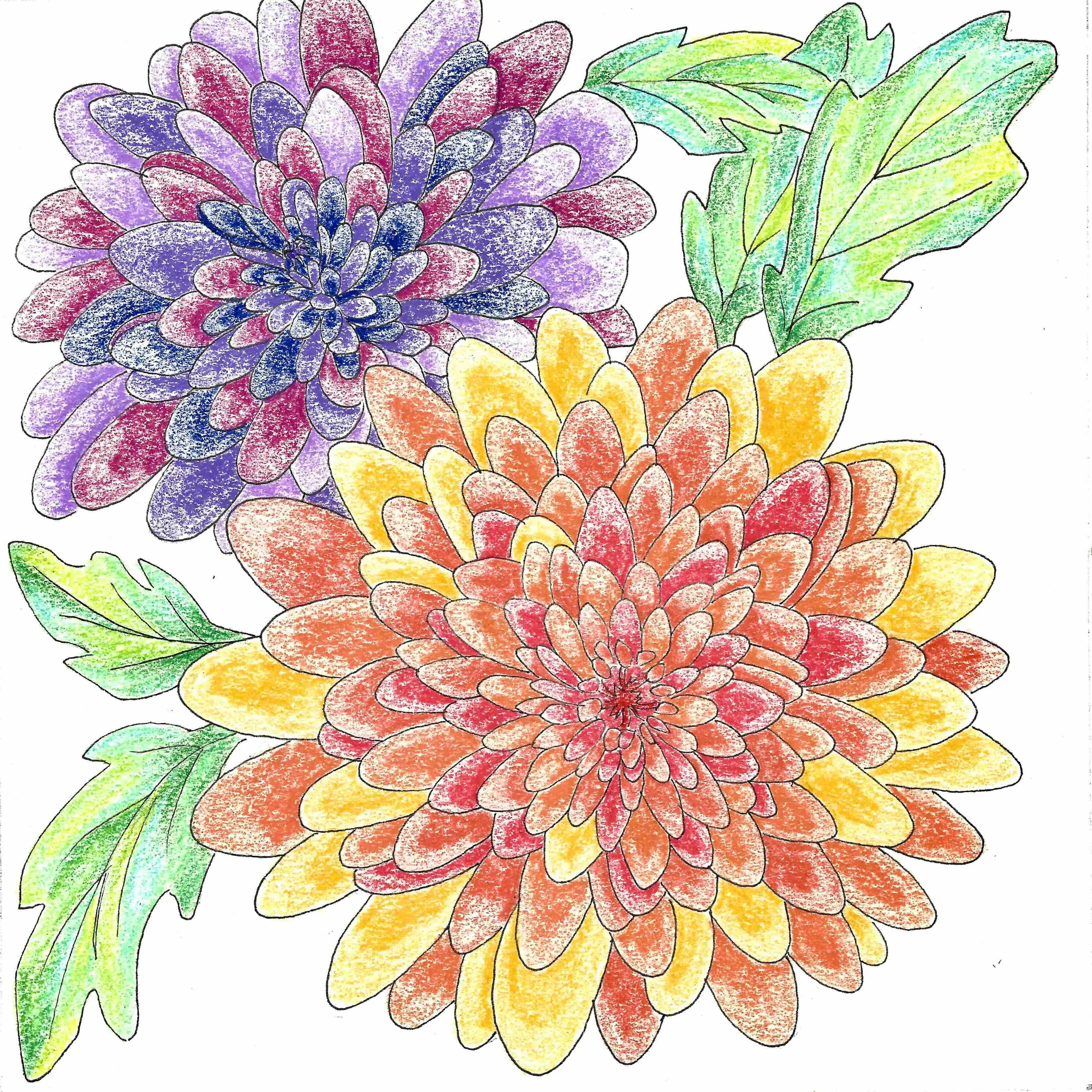line drawing of two chrysanthemums filled with colored pencil