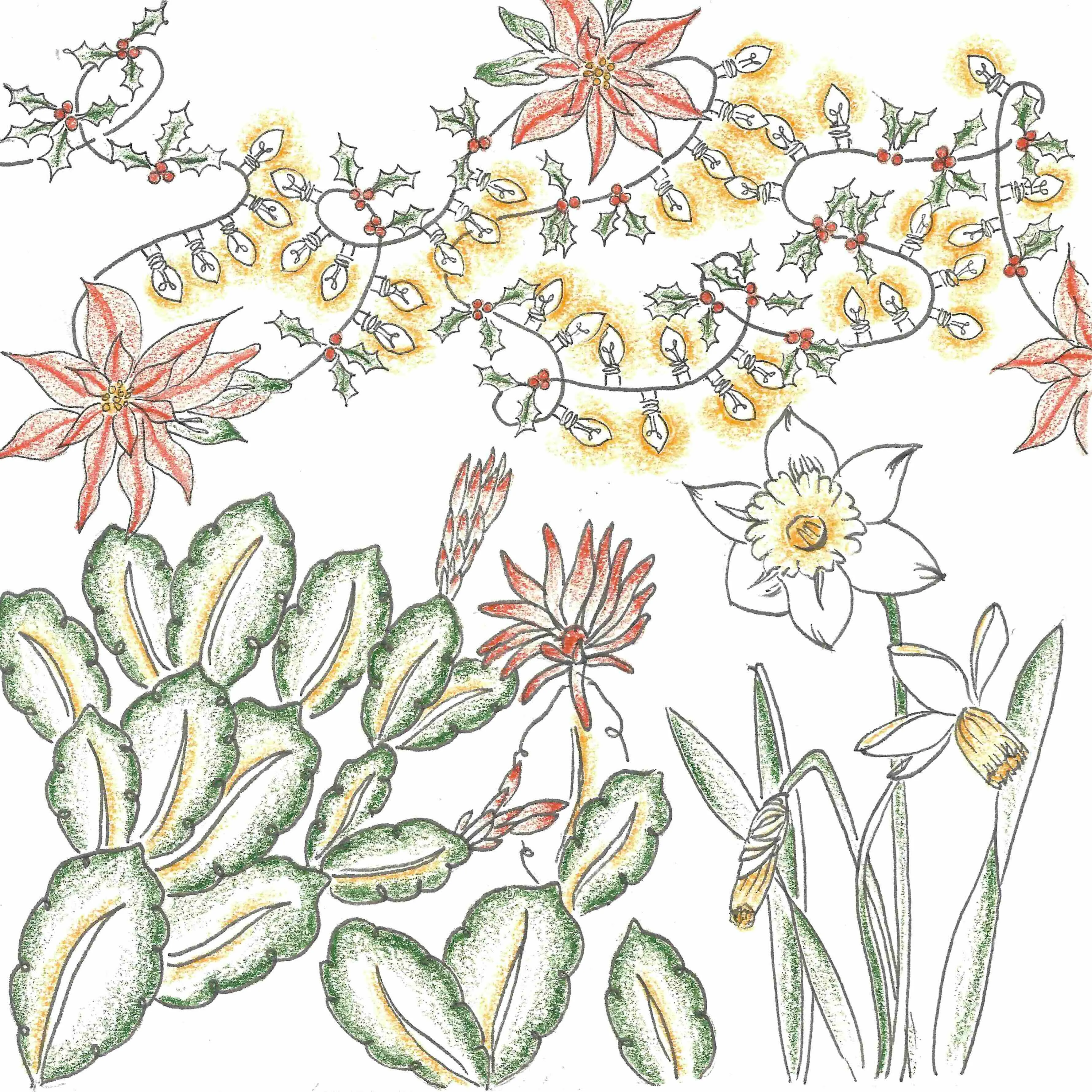 line drawing of Christmas cacti and narcissus flowers with a holiday garland above, filled with colored pencil