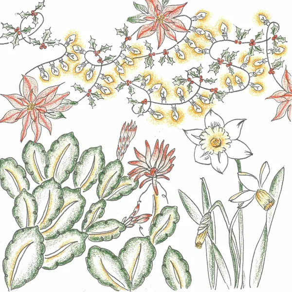 line drawing of Christmas cacti and narcissus flowers with a holiday garland above, filled with colored pencil