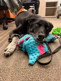 Picture of Pip with floppy ears resting his head on his toy