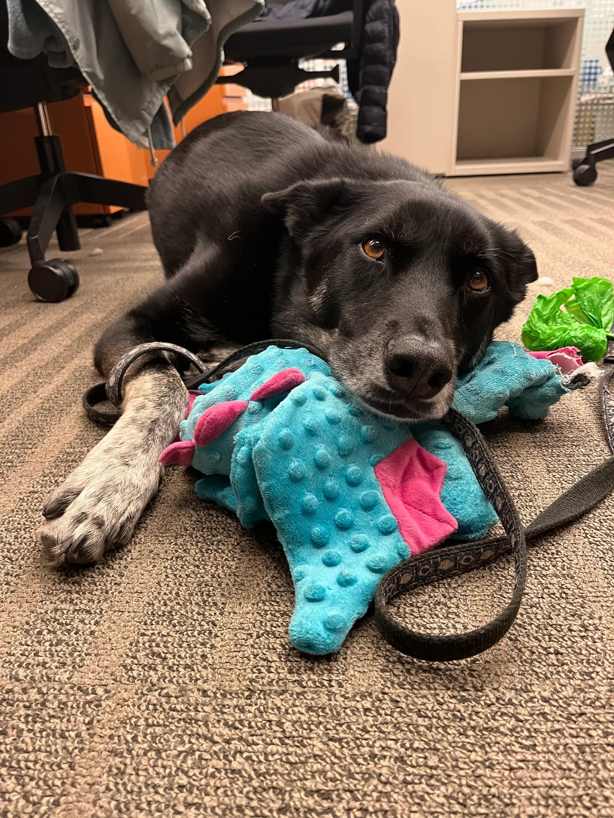Picture of Pip with floppy ears resting his head on his toy