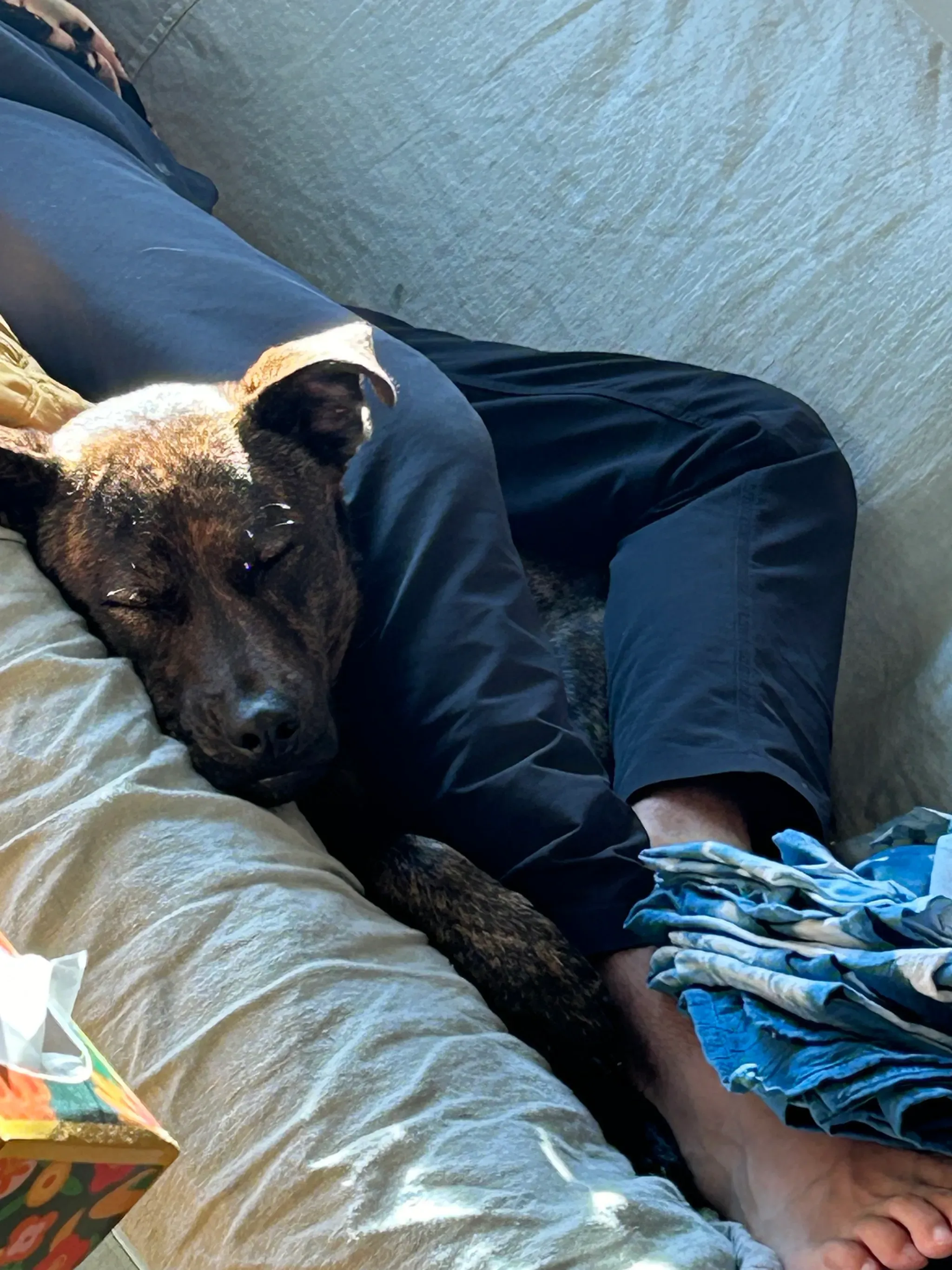 D sending pictures of Koji napping