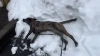 Videos of Koji discovering the snow