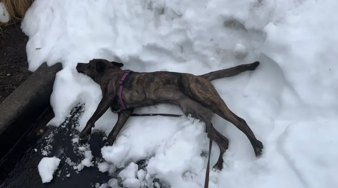 Videos of Koji discovering the snow