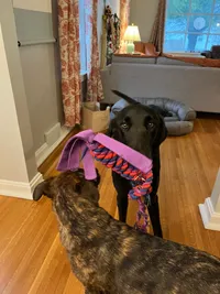 (Re)uniting with Laguna and Koji, playing in the yard