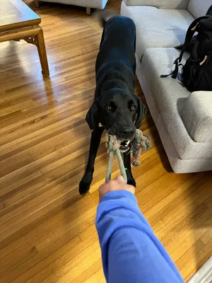 Playing tug with Laguna