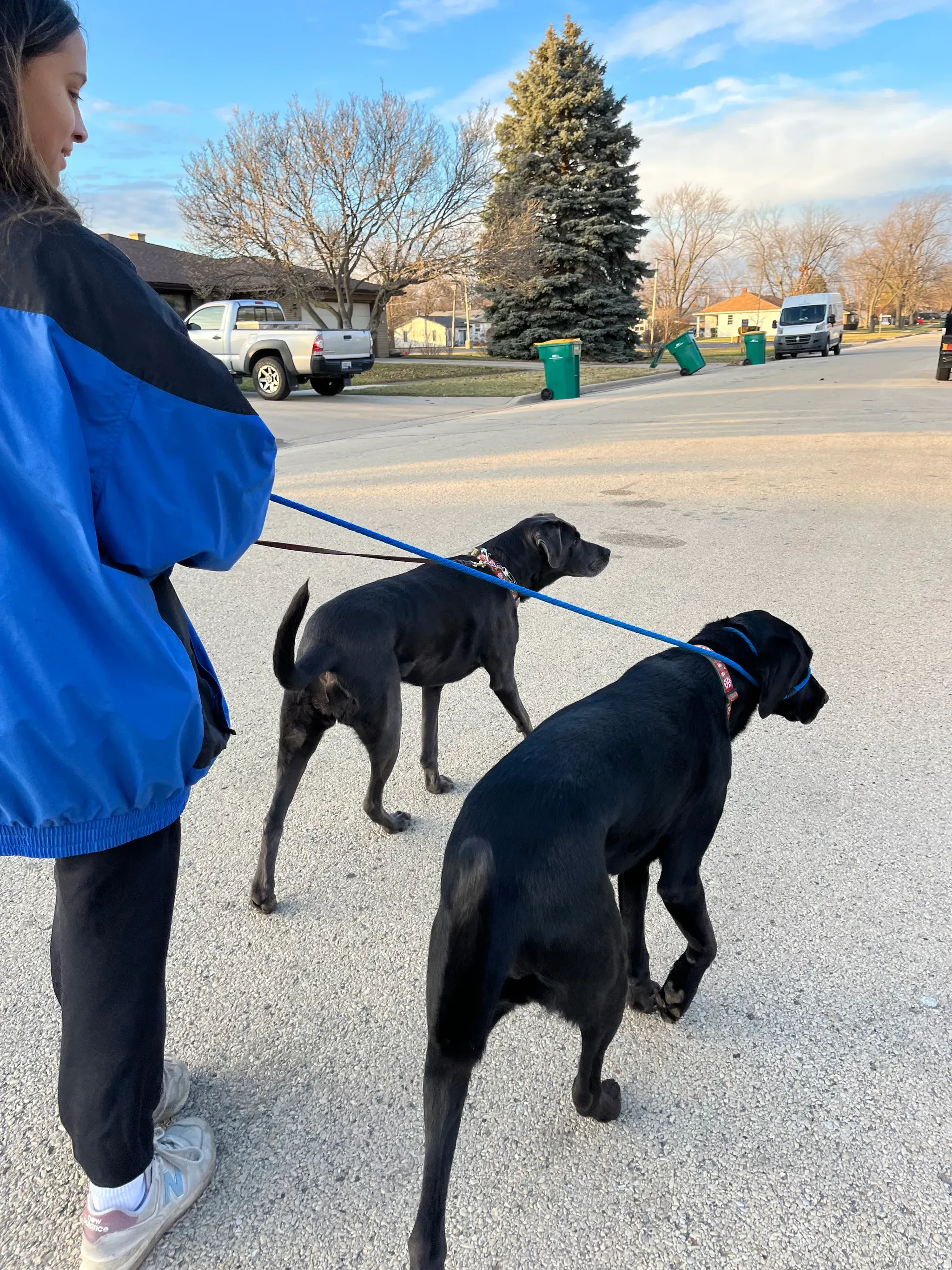 Walking the dogs with S