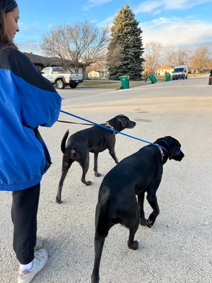 Walking the dogs with S