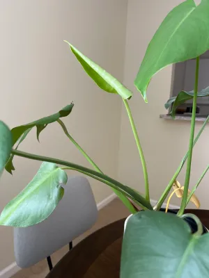 New leaf on monstera plant
