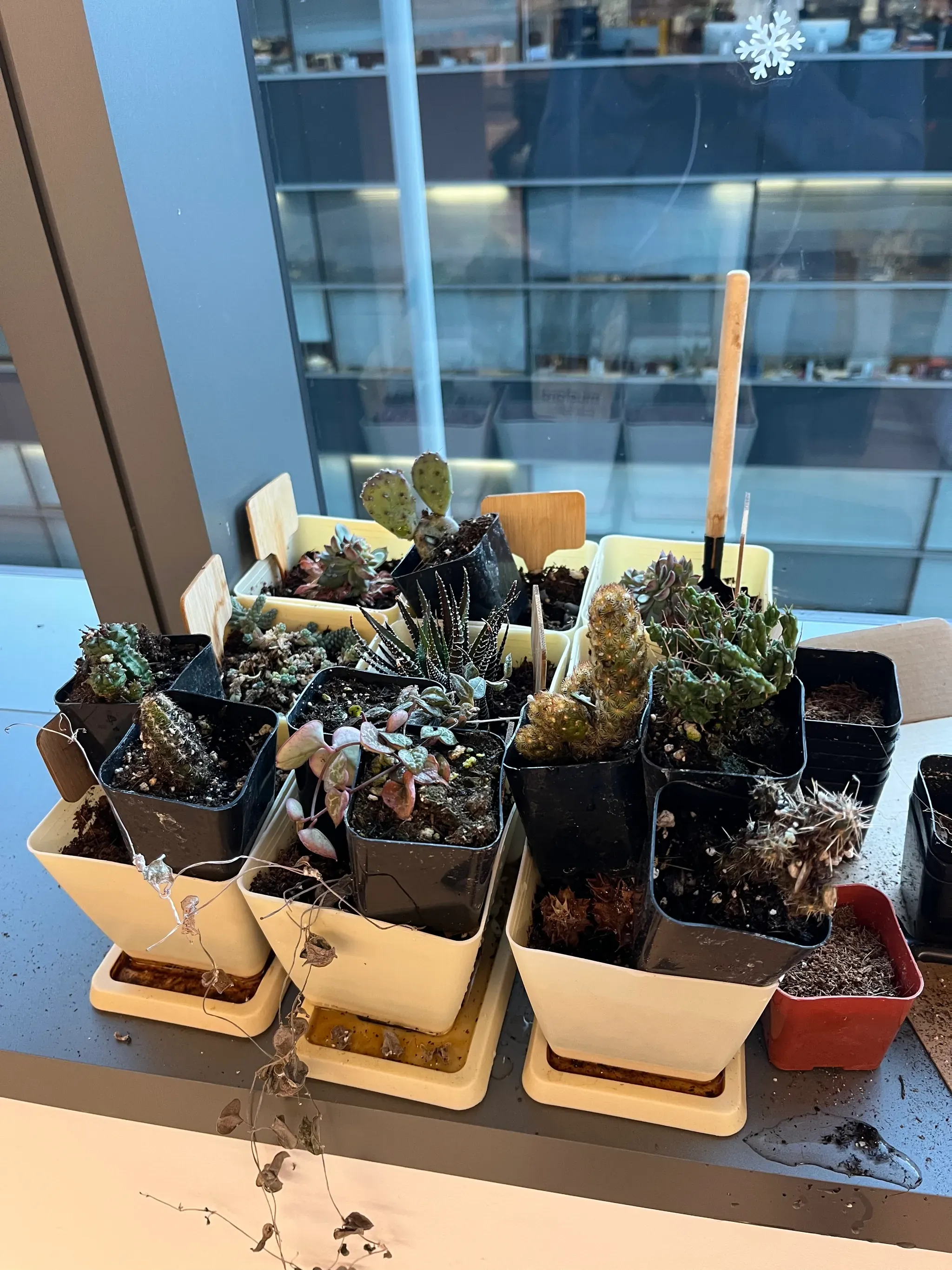 New succulents coming and planning to water with S and C