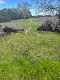 Coyote spotting on walk, and telling M and G