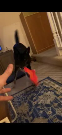 M sending me a video of Pip playing with his toy