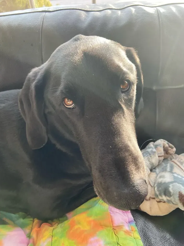 Picture of Laguna in the sun from M