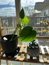New Monstera babies
