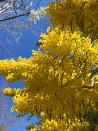 Blooming yellow & fragrant flowers against the blueee sky