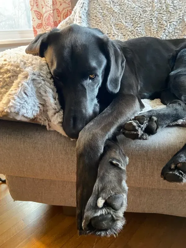 Laguna lounging on his chair