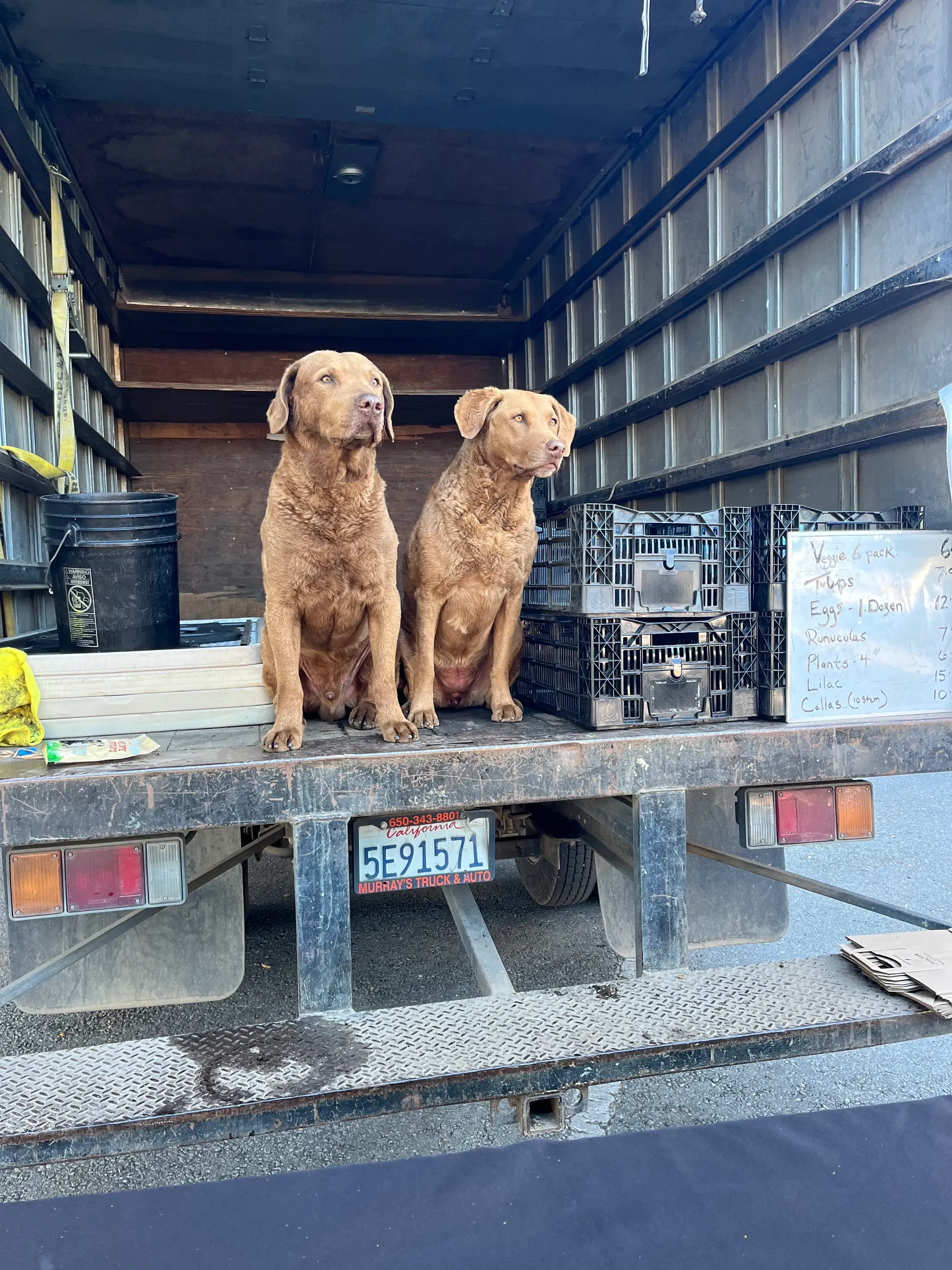 Chesapeake Bay retrievers at Menlo Park