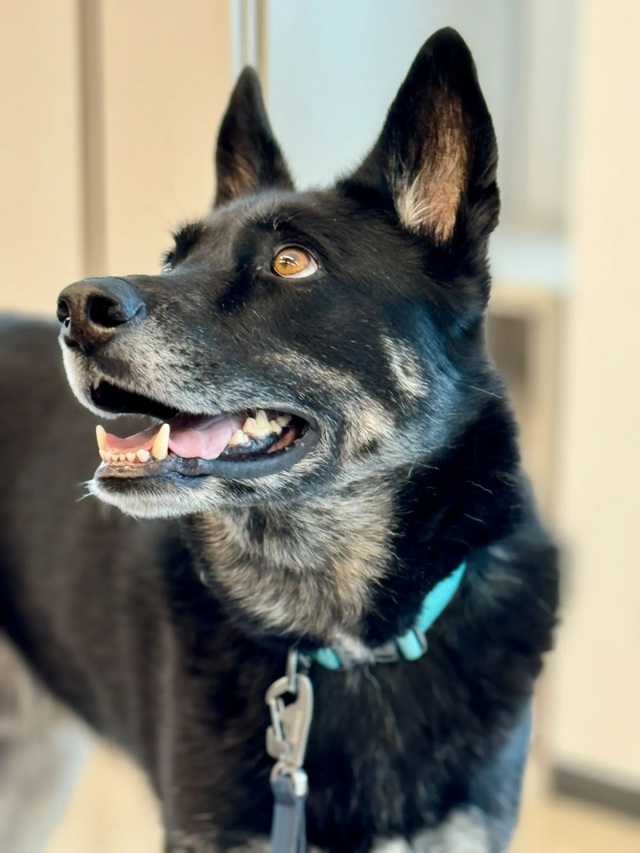 Petting Pip in the lab and taking him for a walk-nder