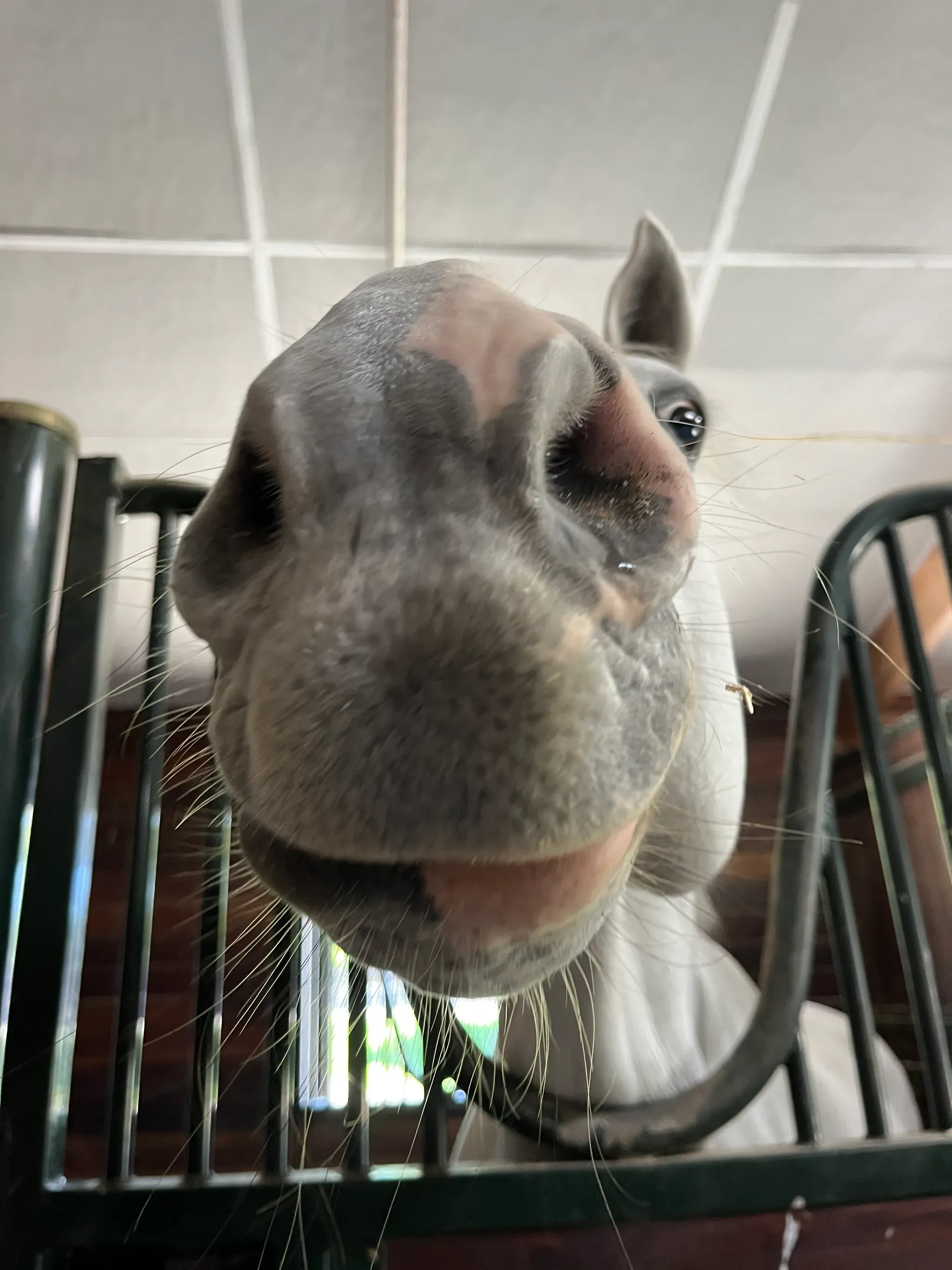 A, coffee, and horses