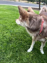 Running into J and the dogs