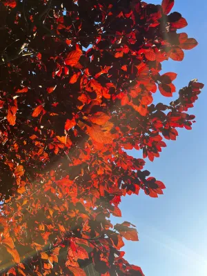 Setting sun shining through red leaves