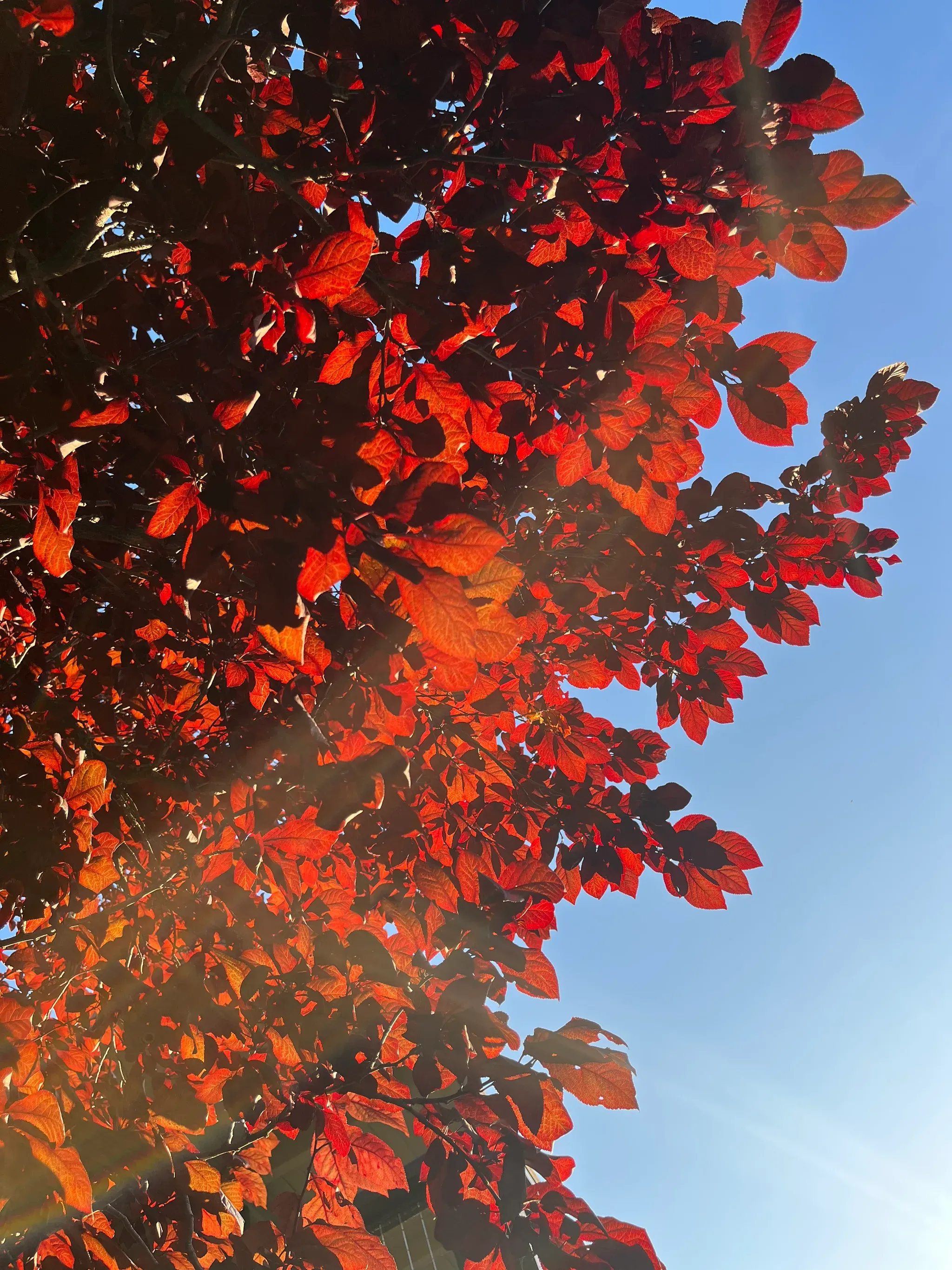 Setting sun shining through red leaves