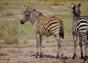 Funny + cute zebra pictures from R