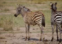 Funny + cute zebra pictures from R