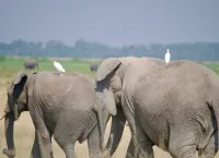 Little white birds riding elephants from R