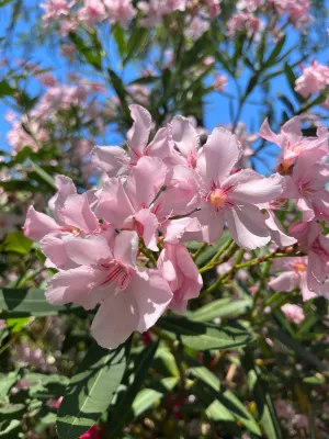 Oleander blossoms