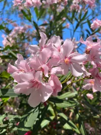 Oleander blossoms