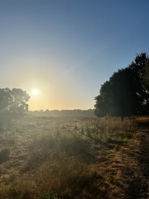 Sunrise sunshine and cool-ish morning walks (to start)
