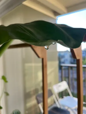 Leaf respiration and capillary action?