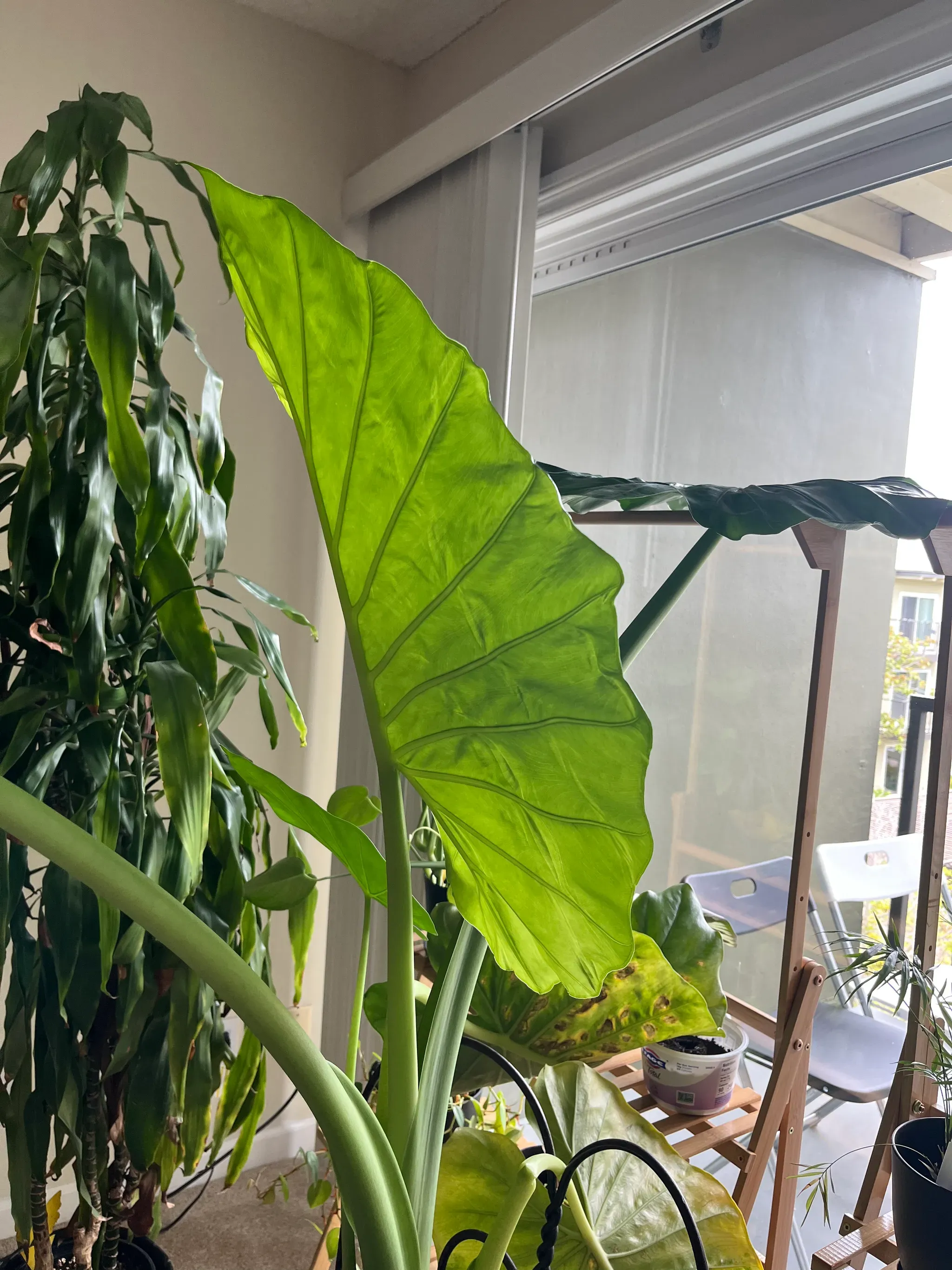 New leaf unfurling on my elephant ear friend