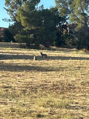 Coyote friends
