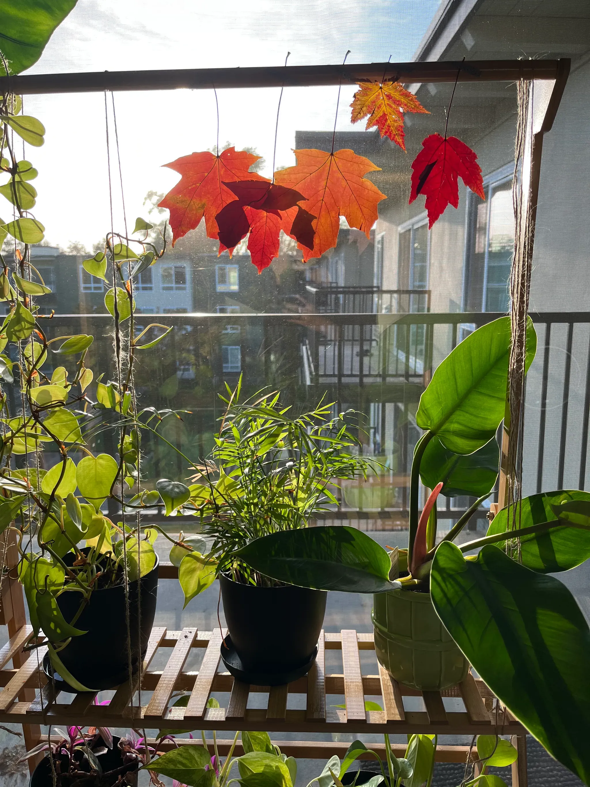 New plants and fall leaves and sunshine and a random Instagram story + RMR quote + Christmas music