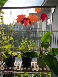 New plants and fall leaves and sunshine and a random Instagram story + RMR quote + Christmas music