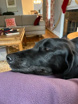 Laguna cuddling on his chair with me