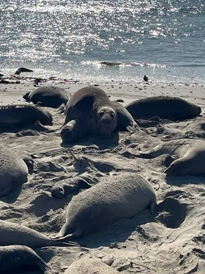 Seals at Ano Nuevo with G and S