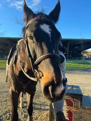 Morning sunshine and horses with A