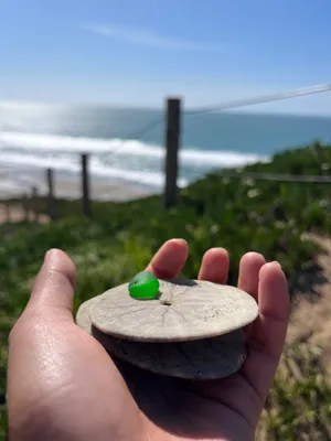 Finding sea glass and sand dollars