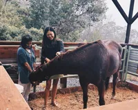 How much personality the horses had, especially Boomer when S and I were brushing him
