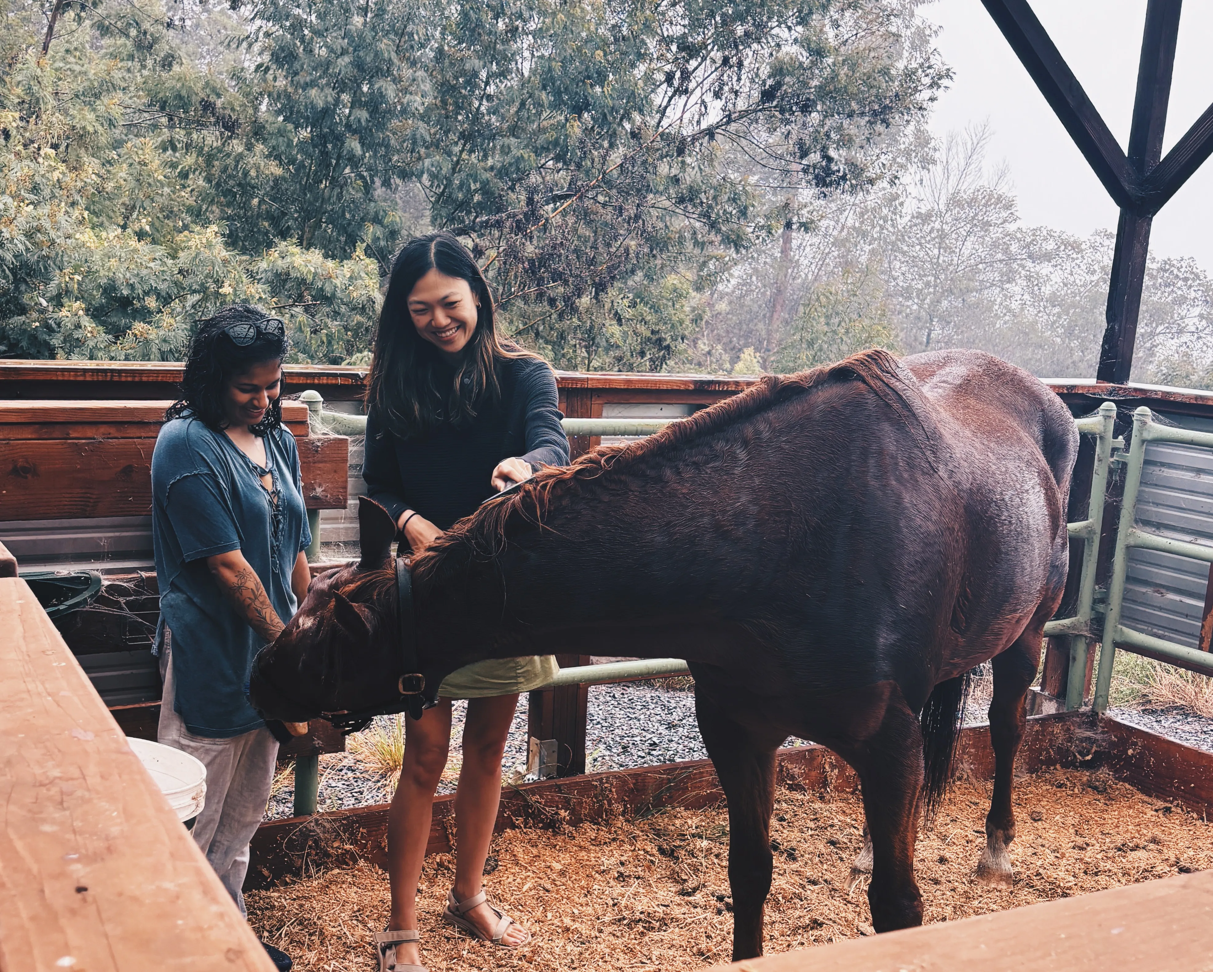 How much personality the horses had, especially Boomer when S and I were brushing him